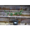 Jałowiec chiński Shimpaku - Juniperus chinensis 0088