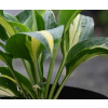 Funkia  Lakeside Paisley Print - Hosta