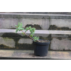 Jalowiec łuskowy Holger - Juniperus squamata 0003