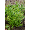 Kocimiętka himalajska - Nepeta govaniana