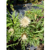 Dziewięćsił łodygowy-Carlina acualis ssp.simplex