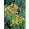 Dziurawiec zwyczajny - Hypericum perforatum