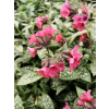 Miodunka-Pulmonaria Shrimps on the Barbie