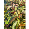 Hortensja kosmata Hot Chocolate-Hydrangea aspera