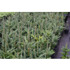 Jodła Frasera-Abies fraseri