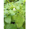Melisa lekarska-Melissa officinalis
