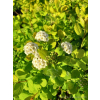 Tawuła brzozolistna Tor-Spiraea betulifolia