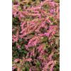Oregano Bristol Cross - Origanum vulgare