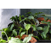 Obrazki włoskie - Arum italicum