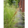 Miskant chiński Krater-Miscanthus sinensis