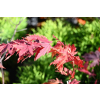 Klon ussuryjski - Acer pseudosieboldianum