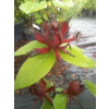 Kielichowiec wonny-Calycanthus floridus