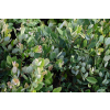 Fotergilla olszolistna Glaucophylla - Fothergilla gardenii