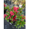 Azalia japońska - Azalea japonica