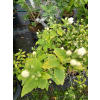 Jaśminowiec Yellow Hill-Philadelphus