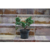 Jałowiec chiński Shimpaku - Juniperus chinensis 0090