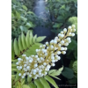 Tawlina jarzębolistna Sem-Sorbaria sorbifolia