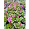 Bergenia sercowata-Bergenia cordifolia