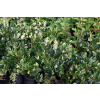 Fotergilla olszolistna Glaucophylla - Fothergilla gardenii