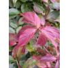 Dereń karłowy-Cornus pumila