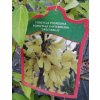 Forsycja pośrednia Spectabilis-Forsythia x intermedia