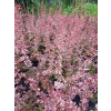 Berberys Thunberga Rosetta-Berberis thunbergii