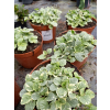 Dąbrówka rozłogowa Variegata-Ajuga reptans