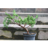 Jałowiec chiński Shimpaku - Juniperus chinensis 0086