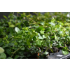 Barwinek pospolity Atropurpurea - Vinca minor