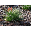 Rozplenica japońska-Pennisetum alopecuroides Little Bunny