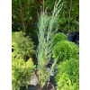 Jałowiec skalny Blue Arrow - Juniperus scopulorum