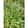 Mięta marokańska-Mentha spicata Moroccan