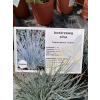 Kostrzewa sina Uchte - Festuca glauca Uchte