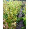 Dereń kousa-Cornus kousa var. chinensis