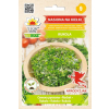 Kiełki Rukola