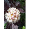 Pęcherznica kalinolistna Lady in Red-Physocarpus opulifolius