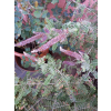 Amorfa sina-Amorpha canescens