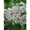 Katalpa zwyczajna-Catalpa bignonioides