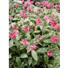 Miodunka-Pulmonaria Shrimps on the Barbie