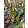 Ognik Orange Glow-Pyracantha