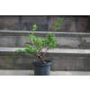 Jałowiec chiński Shimpaku - Juniperus chinensis 0084