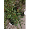 Kruszyna pospolita Aspleniifolia-Frangula alnus