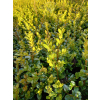 Bukszpan drobnolistny Faulkner-Buxus microphylla