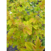 Kalina koralowa Park Harvest-Viburnum opulus