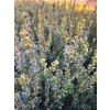 Bukszpan zawszezielony Rotundifolia-Buxus sempervirens