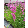 Firletka smółka-Lychnis viscaria