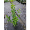 Orszelina olcholistna Clea-Clethera alnifolia