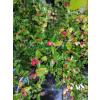 Irga dielsa-Cotoneaster dielsianus
