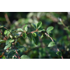 Irga Simonsa - Cotoneaster simonsii