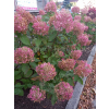 Hortensja bukietowa Phantom-Hydrangea paniculata